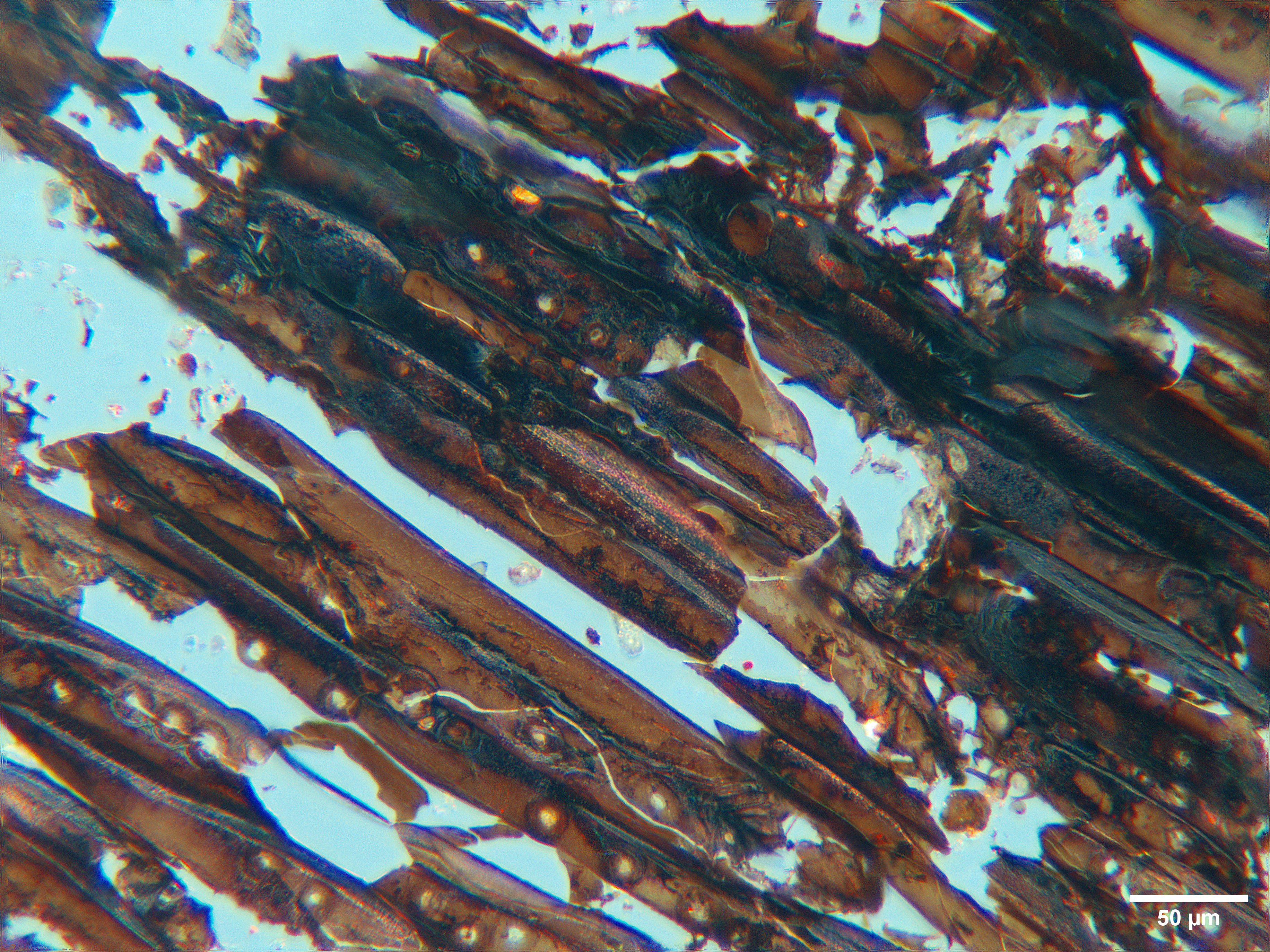 Charred Southern Pine